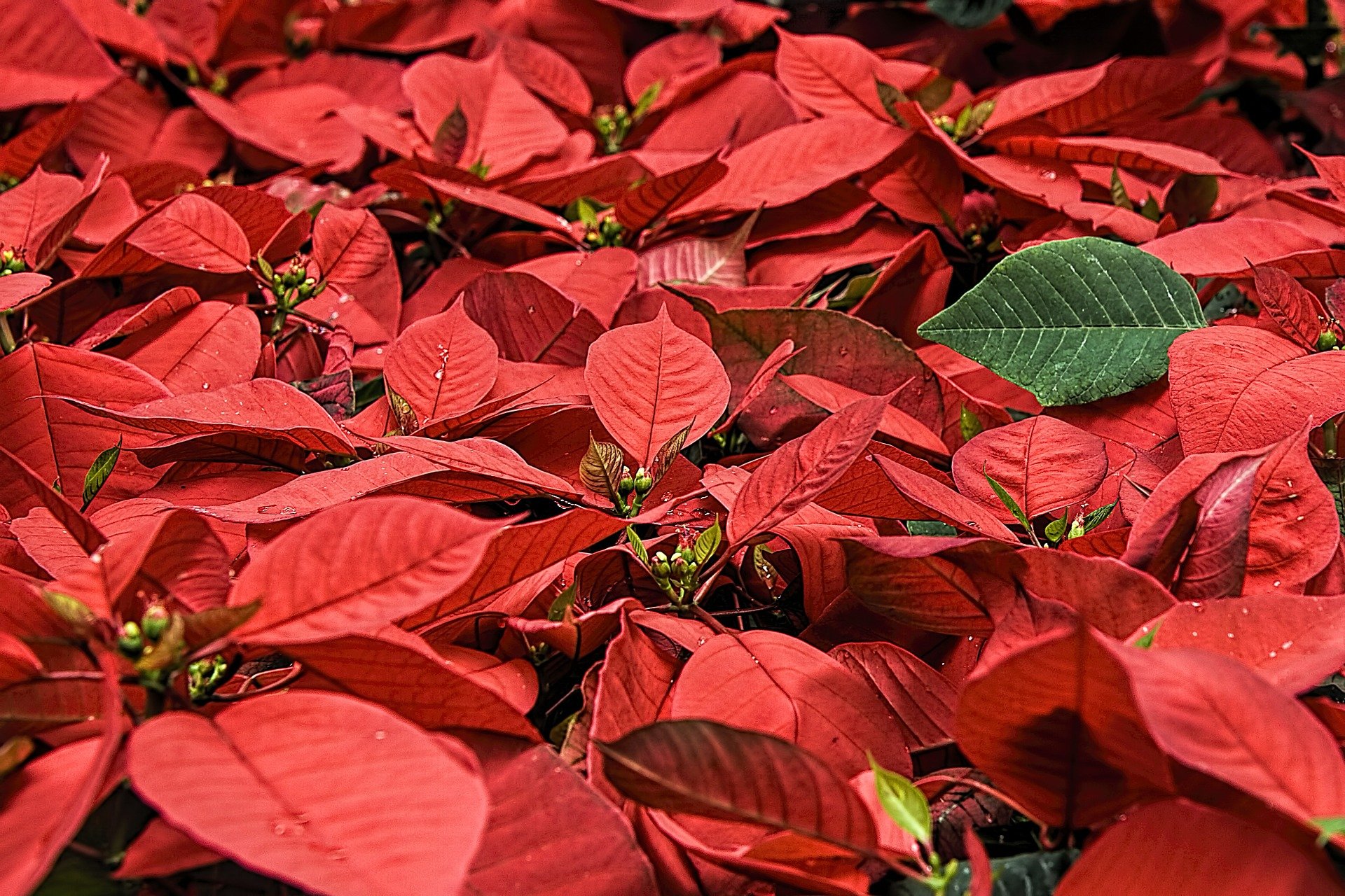 Lettuce Work Poinsettia