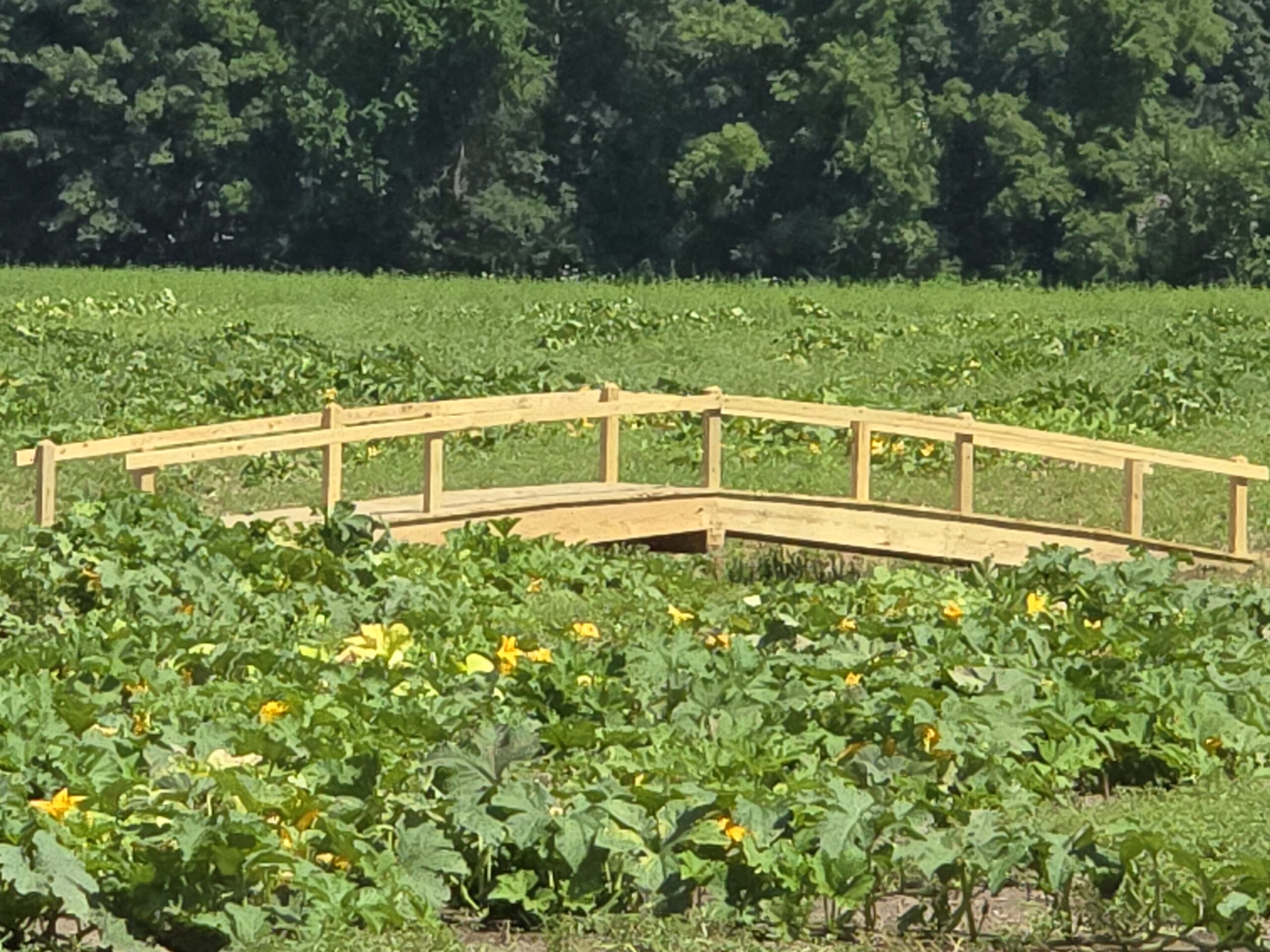 Pumpkin Patch 2025c